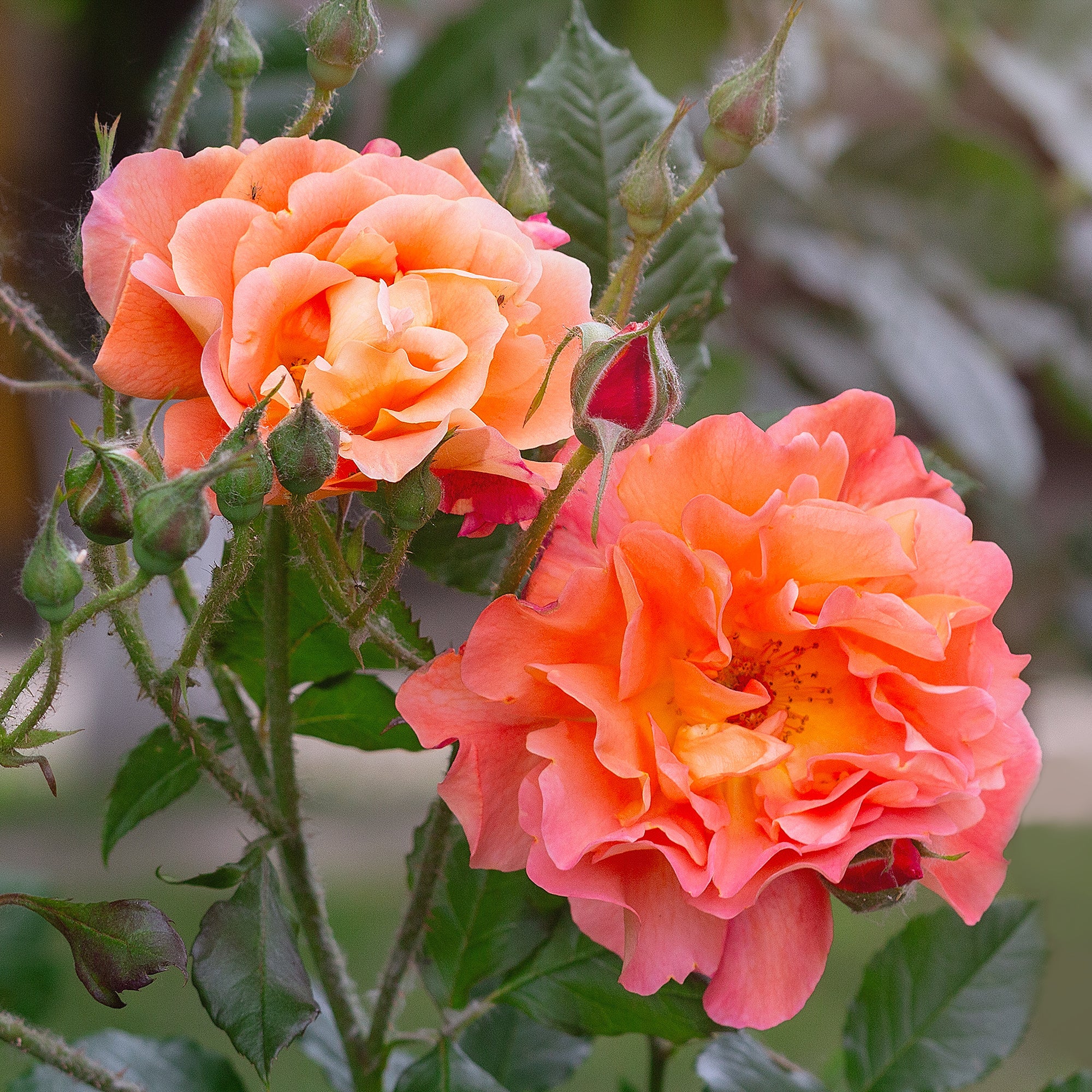 Bakker Rosier Westerland arbuste orange racine nue parfumé