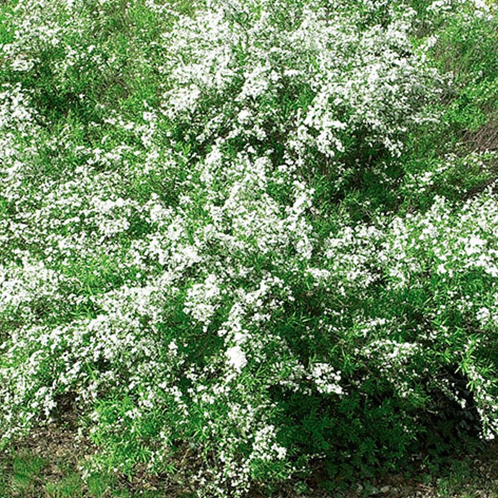Bakker Thunberg spirée arbuste pot 1,5L 20-30cm fleurs blanches
