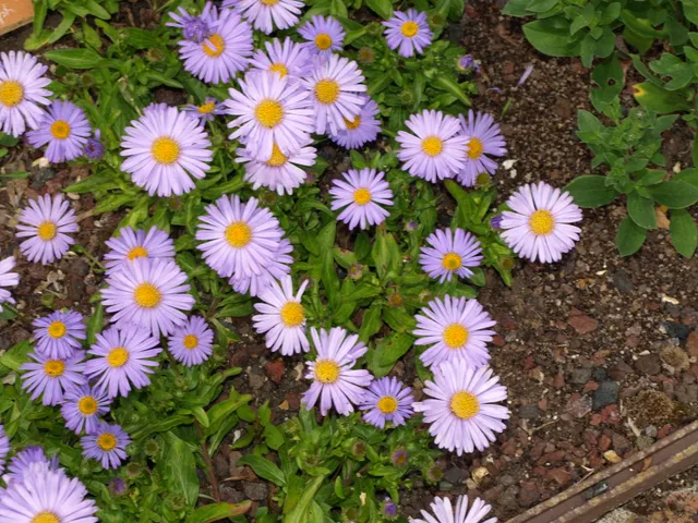 Passion Vivaces ASTER Alpellus Triumph vivace godet violet
