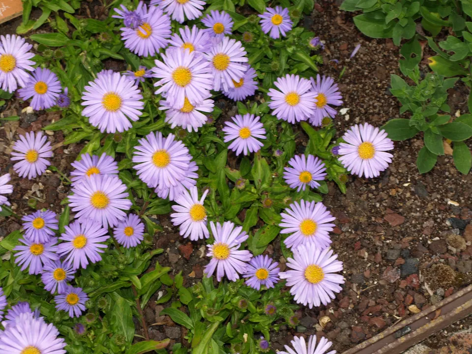 Passion Vivaces ASTER Alpellus Triumph vivace godet violet