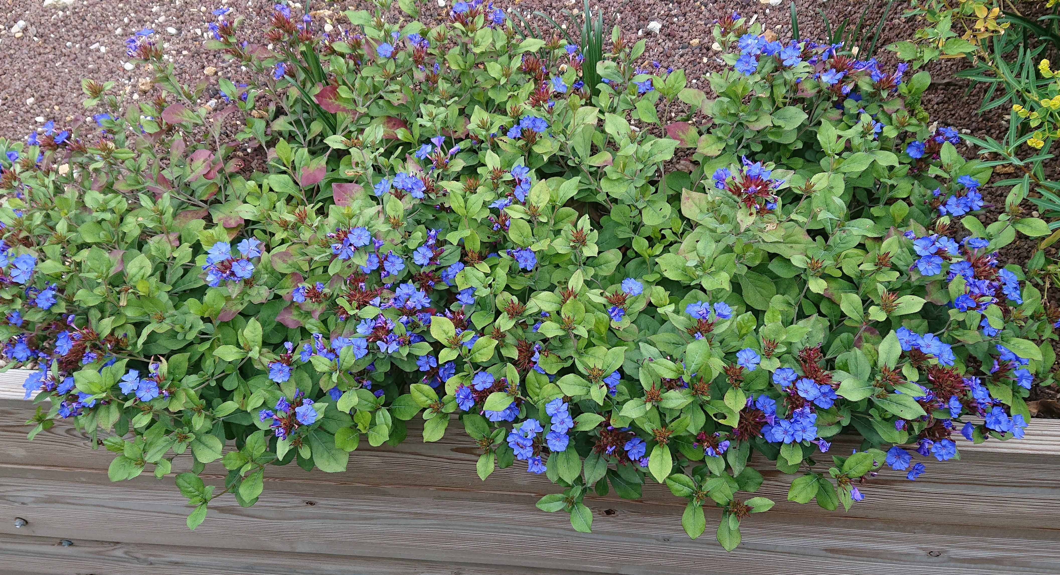 CERASTOSTIGMA plumbaginoides plante vivace pot 1 litre bleue