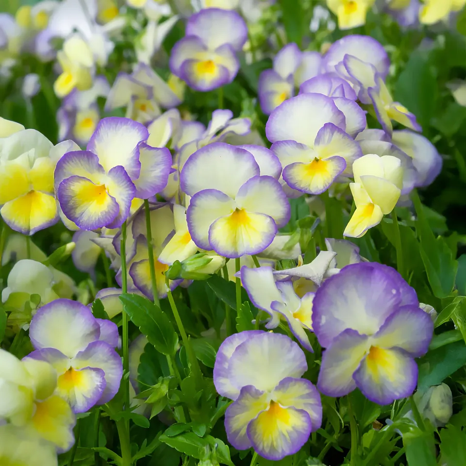 Bakker Viola Etain violette cornue jaune 3 pots Ø 9cm