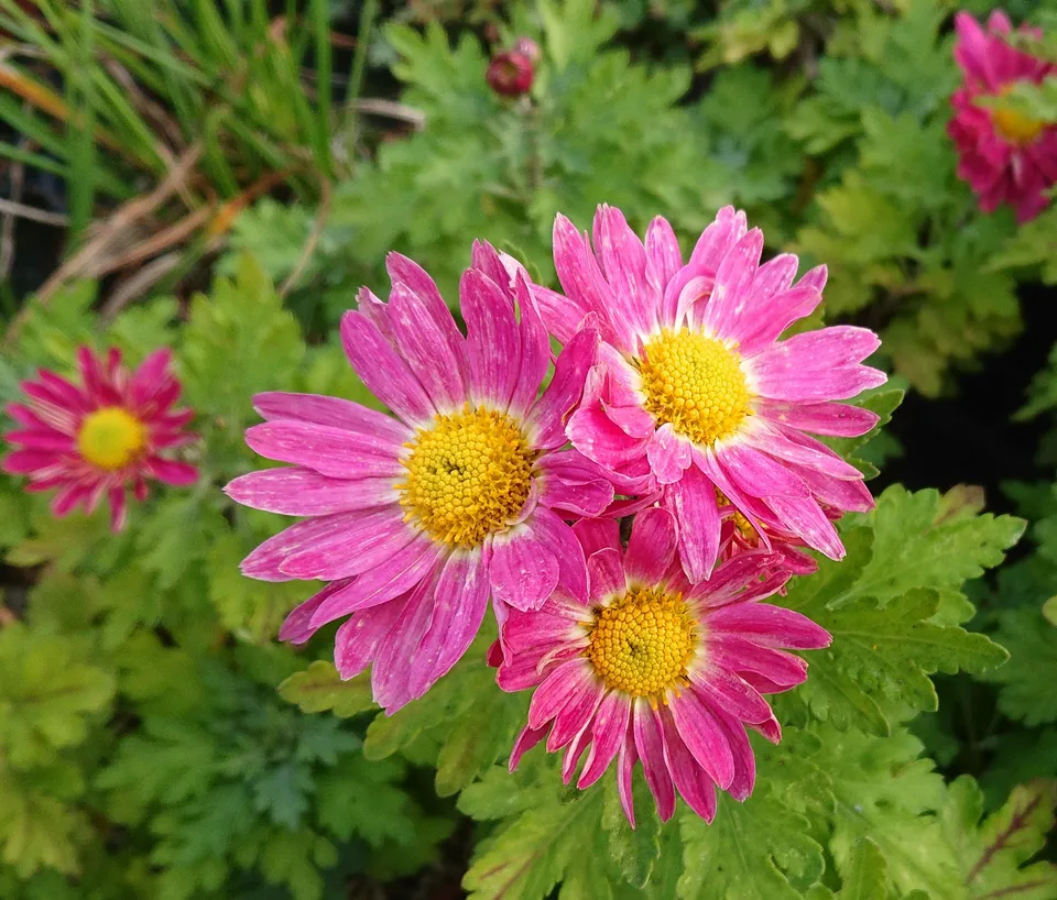 Passion Vivaces Chrysanthemum Hans Schmid plante godet rose carmin