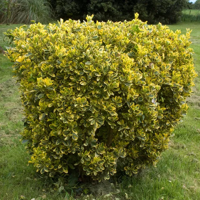 Bakker Aureomarginatus fusain du Japon pot 2 L 25-30 cm
