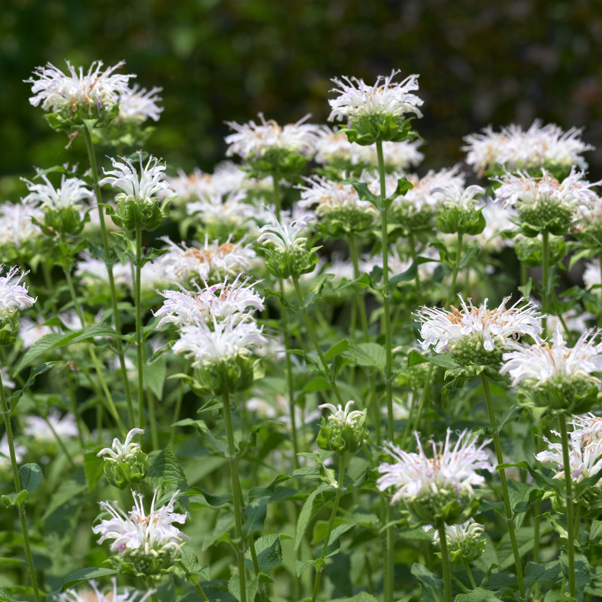 Bakker Plantes vivaces Monarde Schneewittchen plante pot Ø9cm