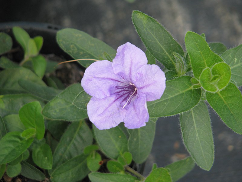 Passion Vivaces Ruellia humilis plante vivace pot 1L bleu lavande