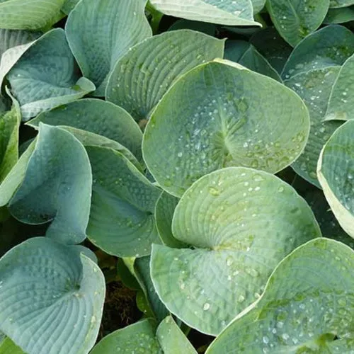 Bakker Ryans Big One hosta géant ombre pot Ø 9 cm
