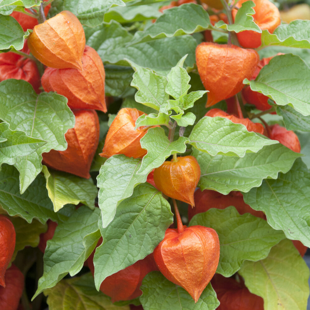Bakker Plantes vivaces Physalis franchetii plante vivace pot 9cm lampions orange