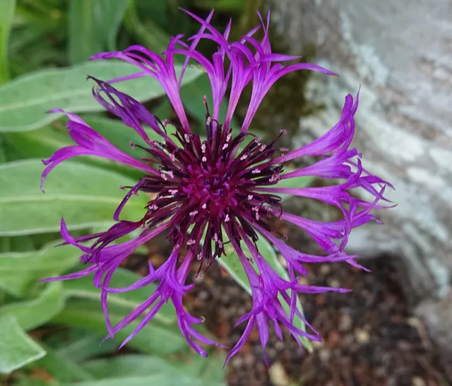Centaurea montana Amethyst Dream vivace godet pourpre violacé