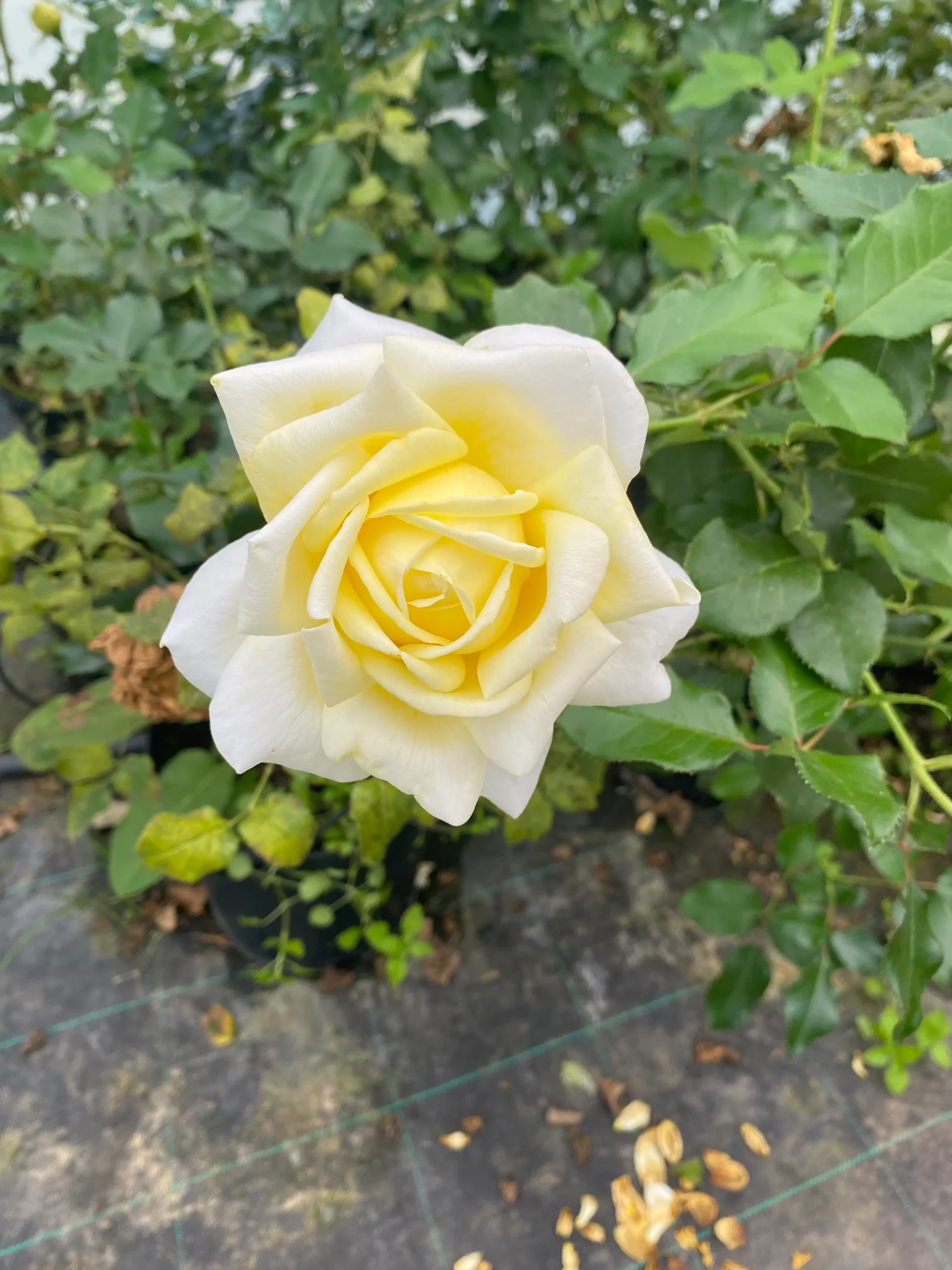 Michel Adam Rose de Bretagne rosier buisson jaune citron parfumé