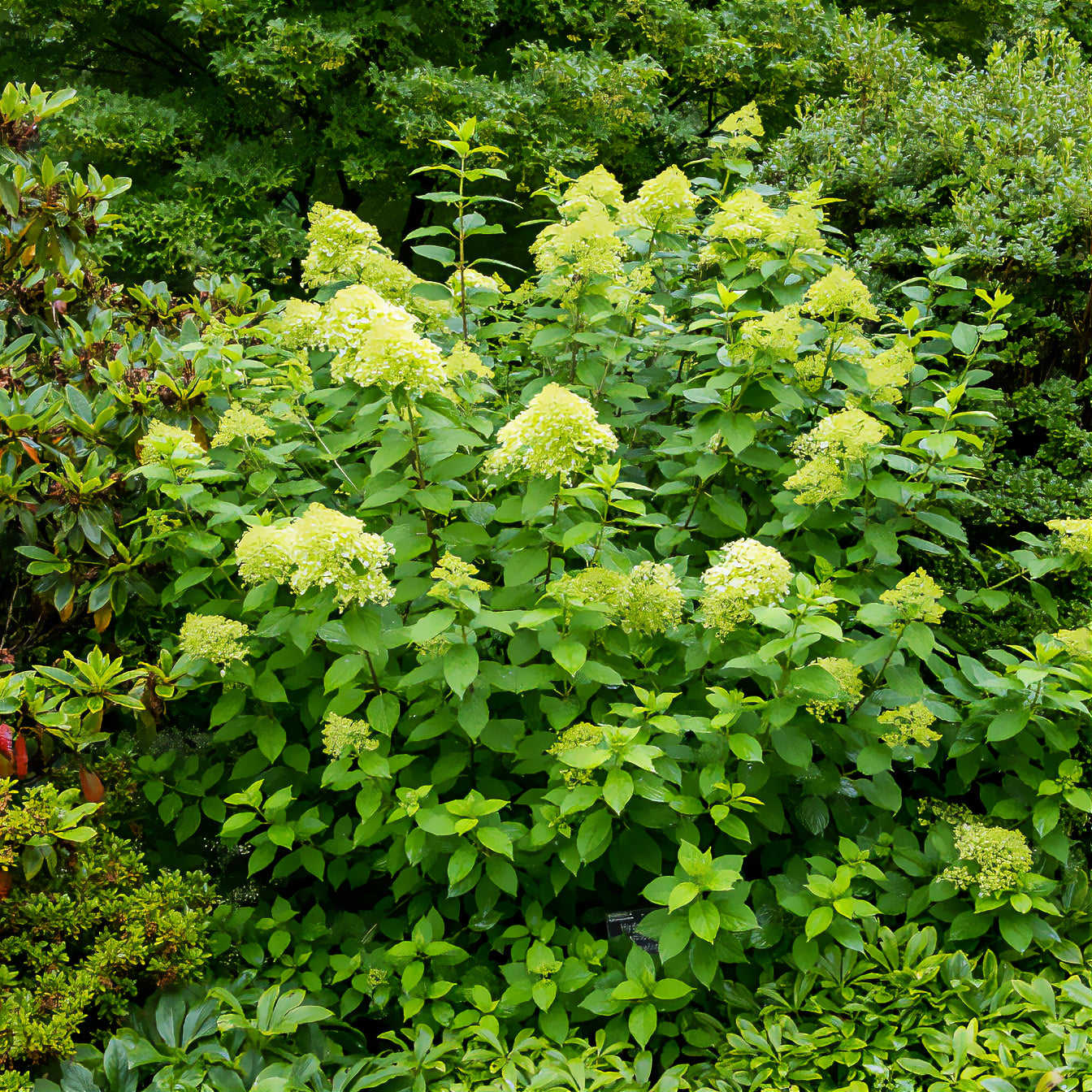 Bakker Hortensia Limelight paniculé pot 8cm vert