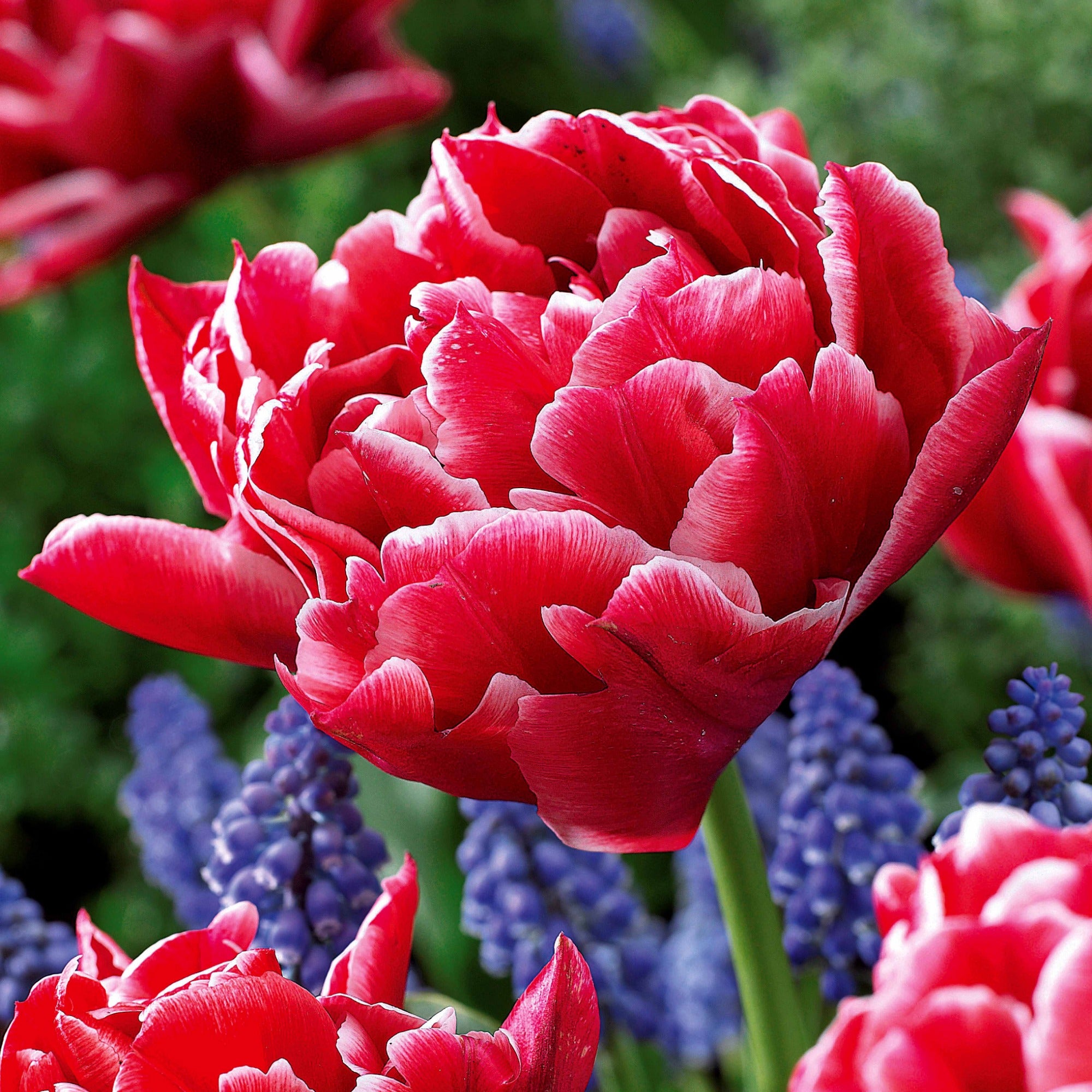 Bakker Murillo tulipes doubles sachet de 25 bicolores 30cm