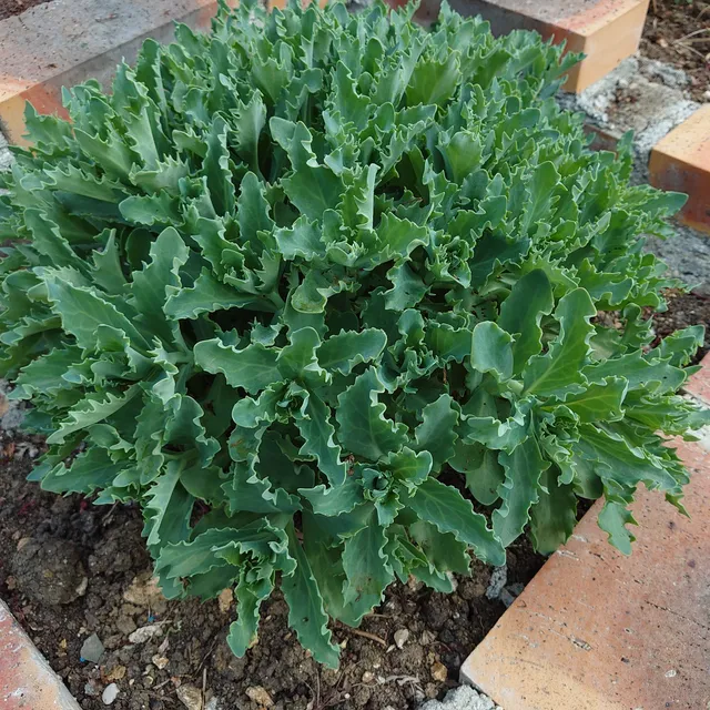 Passion Vivaces Sedum Jaws vivace rose pot 1L dentelé