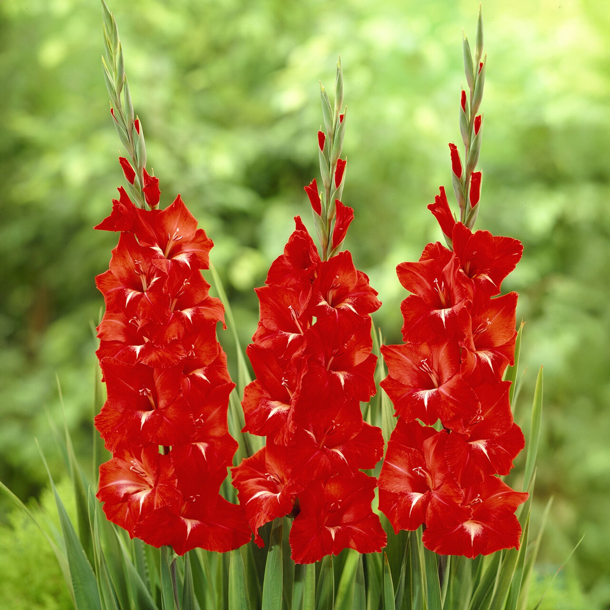 Bakker Traderhorn glaïeul sachet 10 bulbes rouge