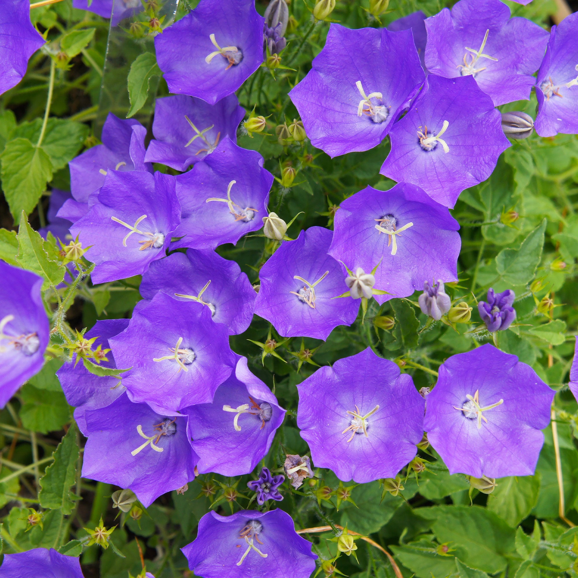 Bakker Campanule bleue Carpates graines 0,25g violette