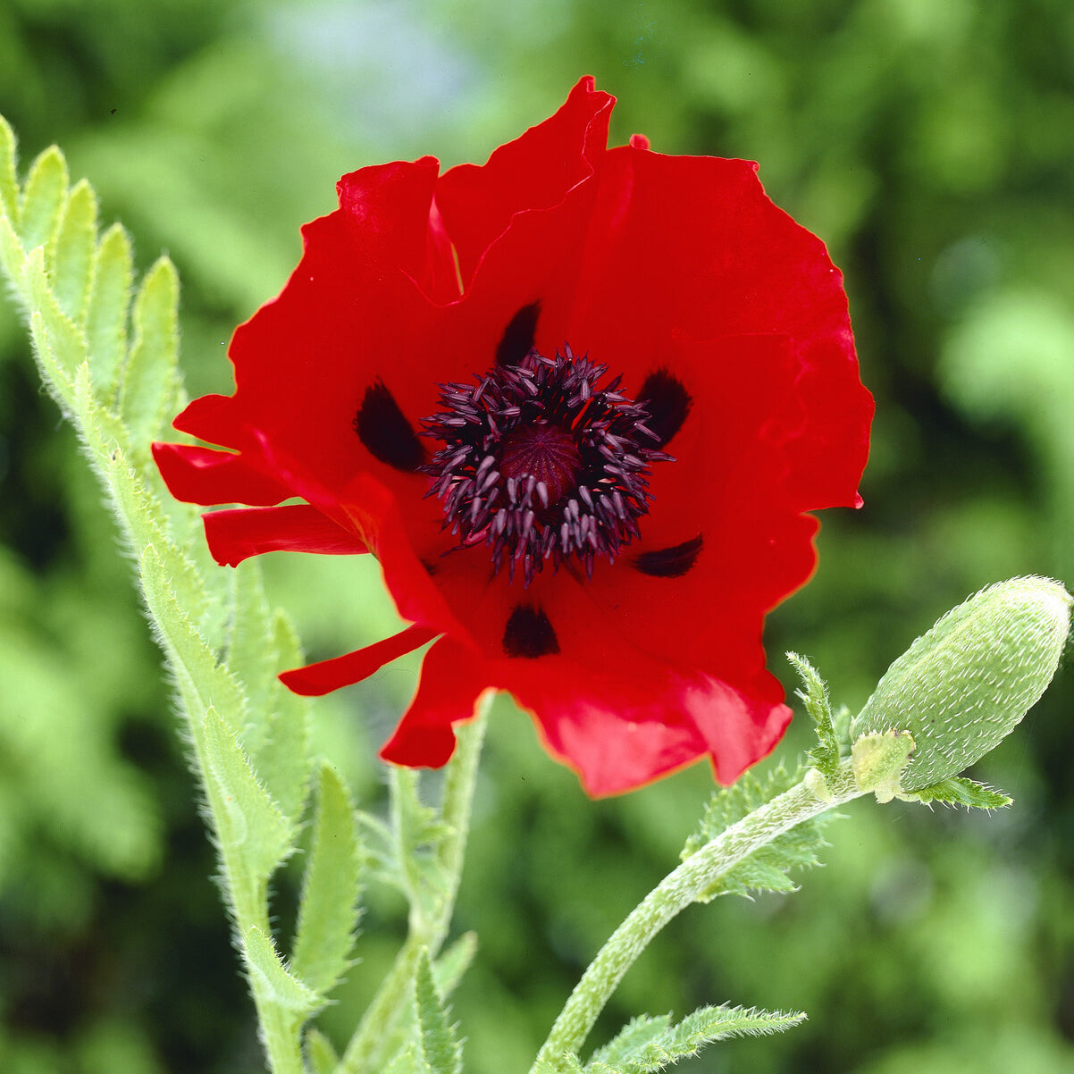Bakker Pavot d'Orient Beauty of Livermere vivace pot Ø 9cm