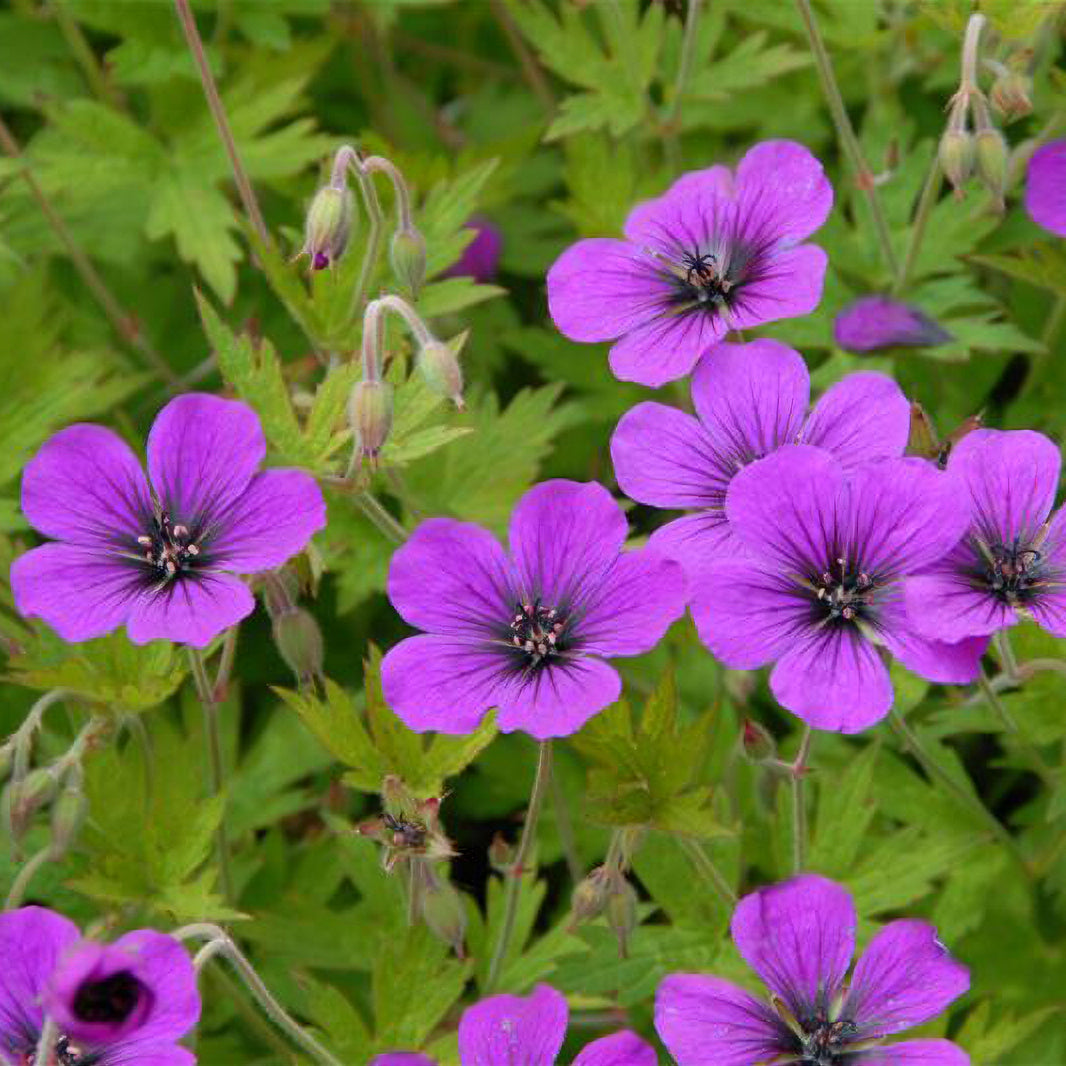 Bakker Géranium Ann Folkard vivace magenta pot 9cm