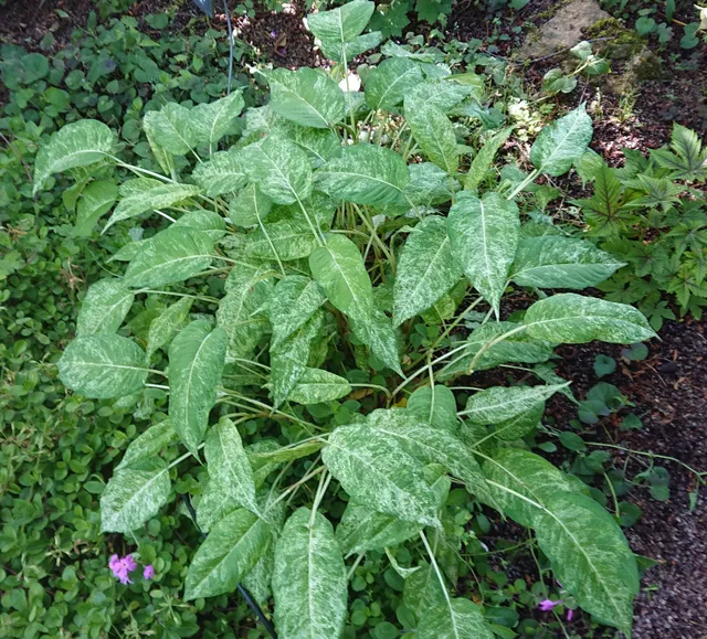 Passion Vivaces Persicaria Spotted Eastfield plante vivace rouge
