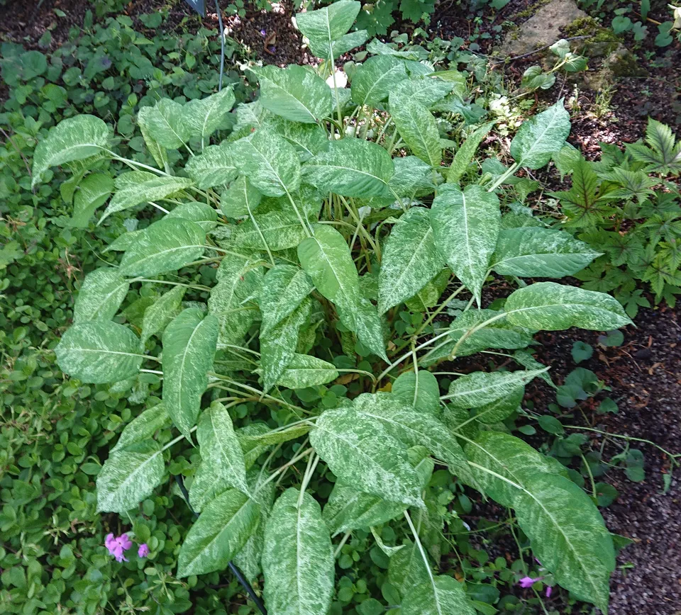Passion Vivaces Persicaria Spotted Eastfield plante vivace rouge