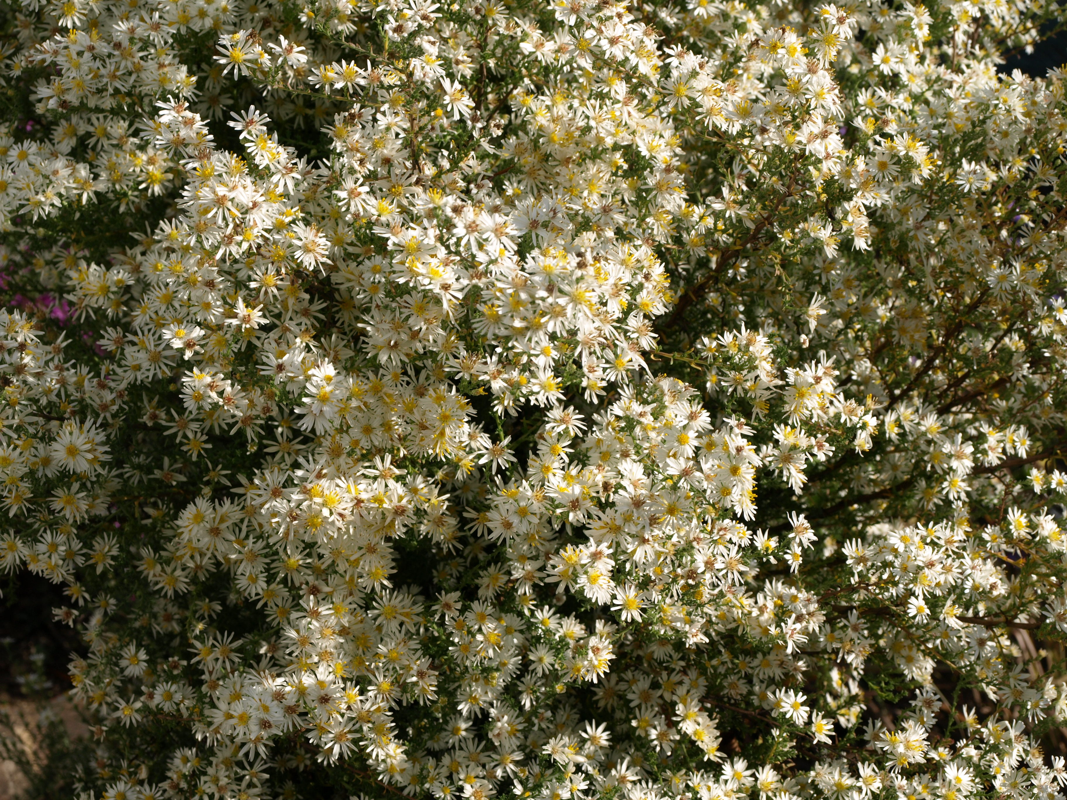 Passion Vivaces Aster falcatus plante vivace godet blanche