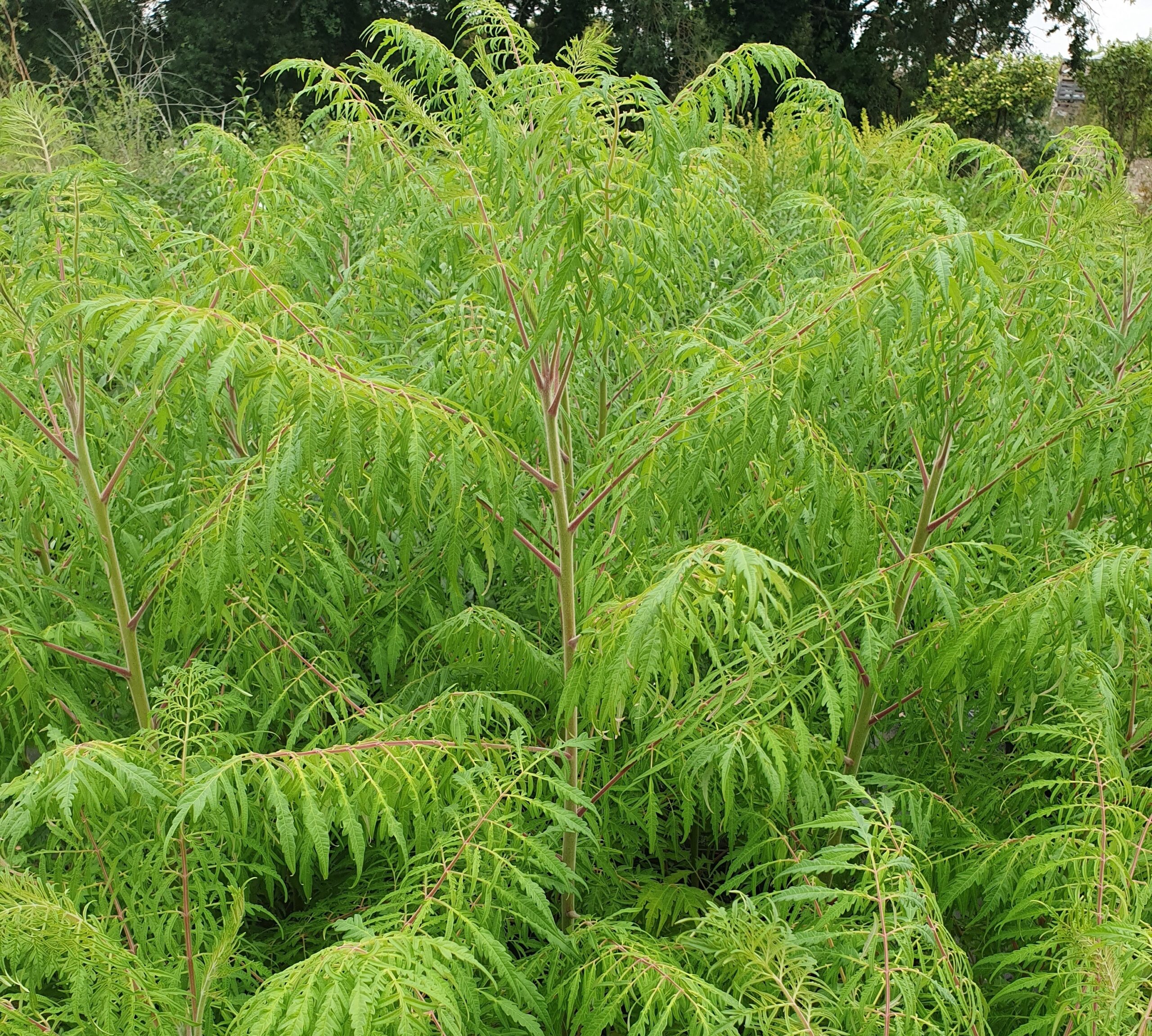 Pépinières Ripoche Rhus Laciniata sumac automne
