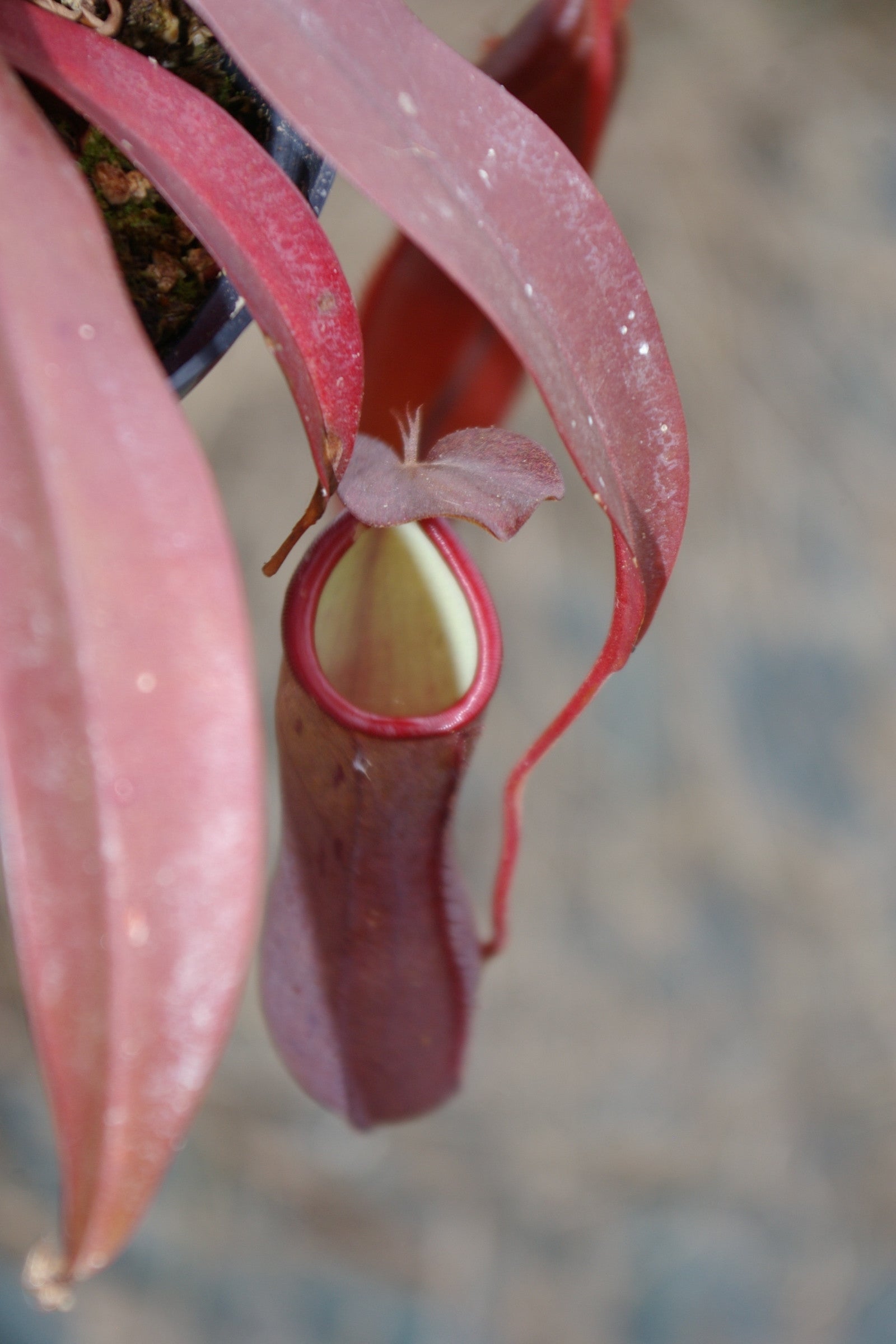 Carniflore Nepenthes Rebecca Soper plante carnivore jeune plante 9x9