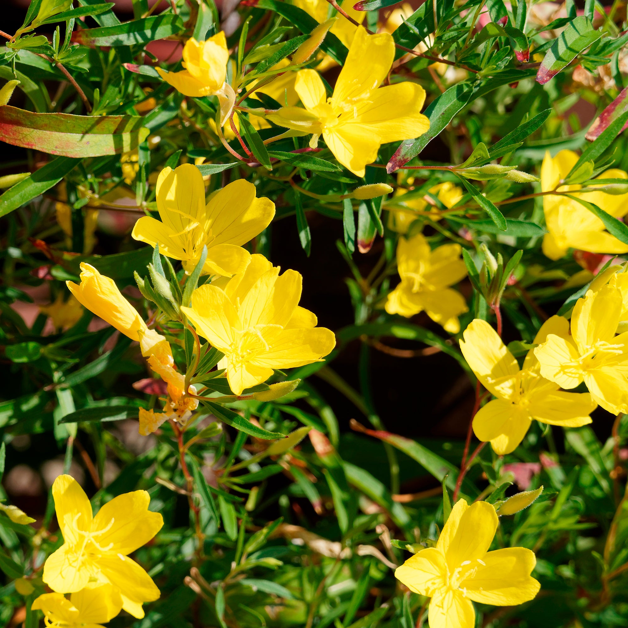 Bakker Oenothère African Sun onagre jaune pot Ø 9cm