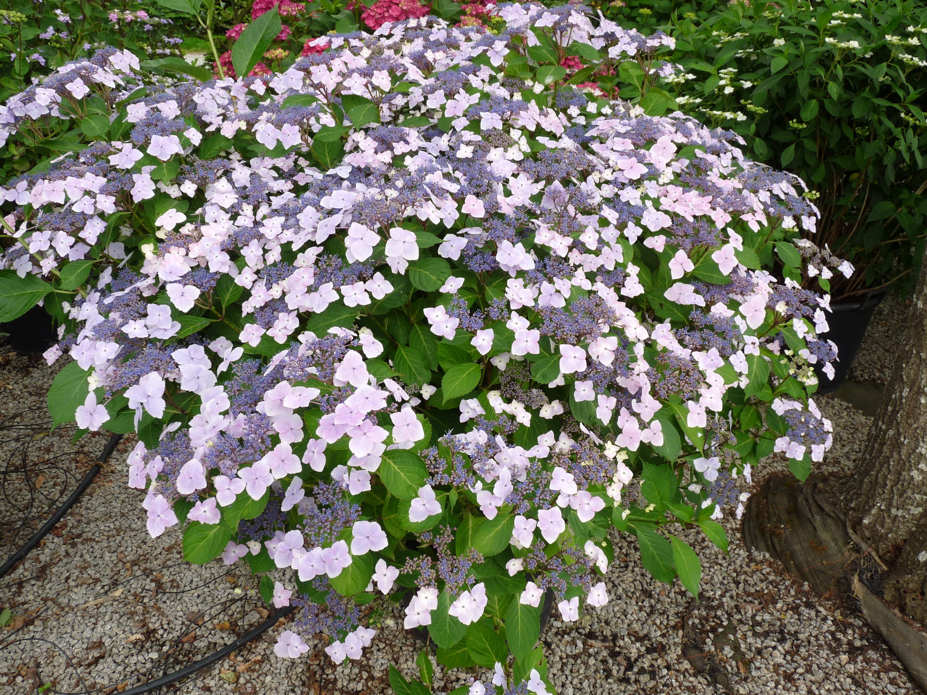 Les Hortensias du Haut Bois Juno hortensia fleurs plates godet