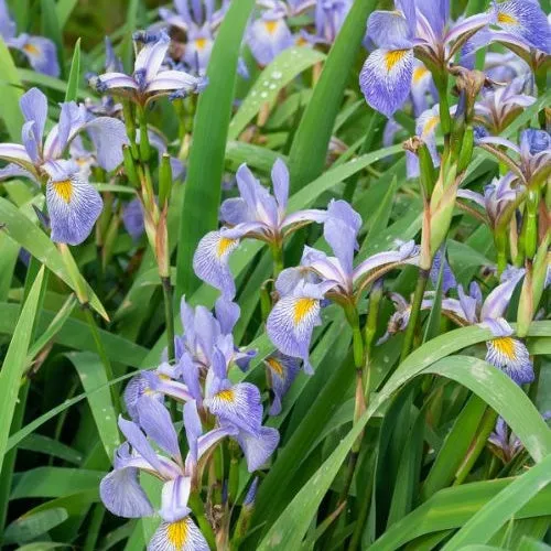 Bakker Iris versicolor plante de bassin pot 9cm fleur violette
