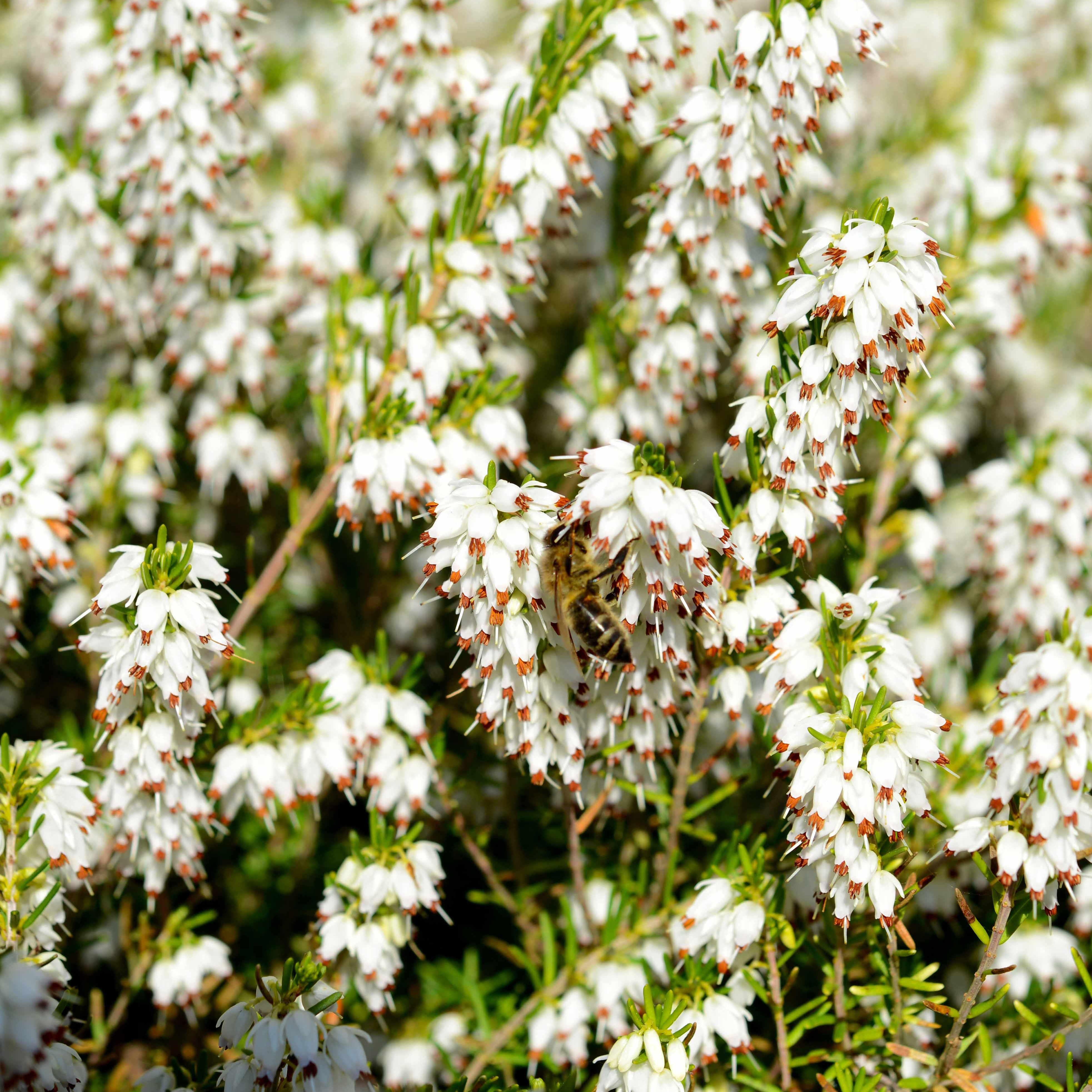 Bakker Bruyères hiver Hellébore 4 pots Ø9cm rouge blanc