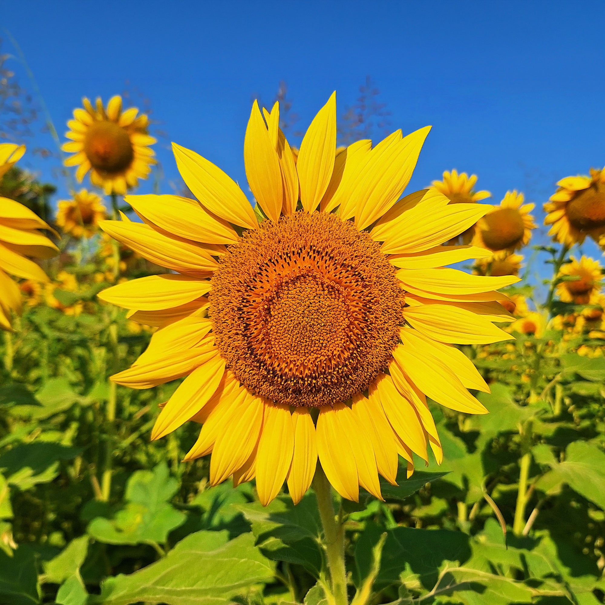 Bakker Tournesol Uniflorus Giganteus BIO sachet 3g jaune