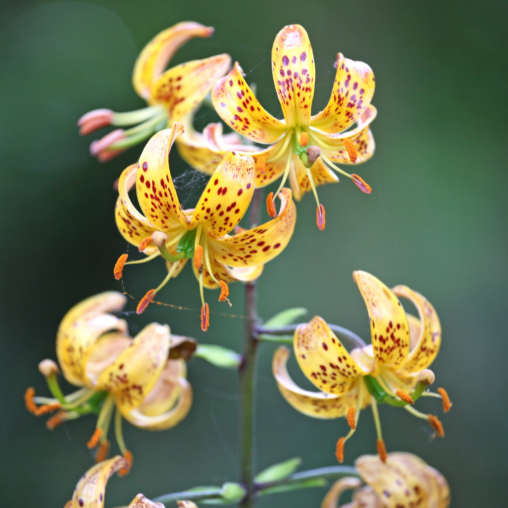 Bakker Bulbes à fleurs Lis martagon Sunny Morning bulbe 1 jaune parfumé