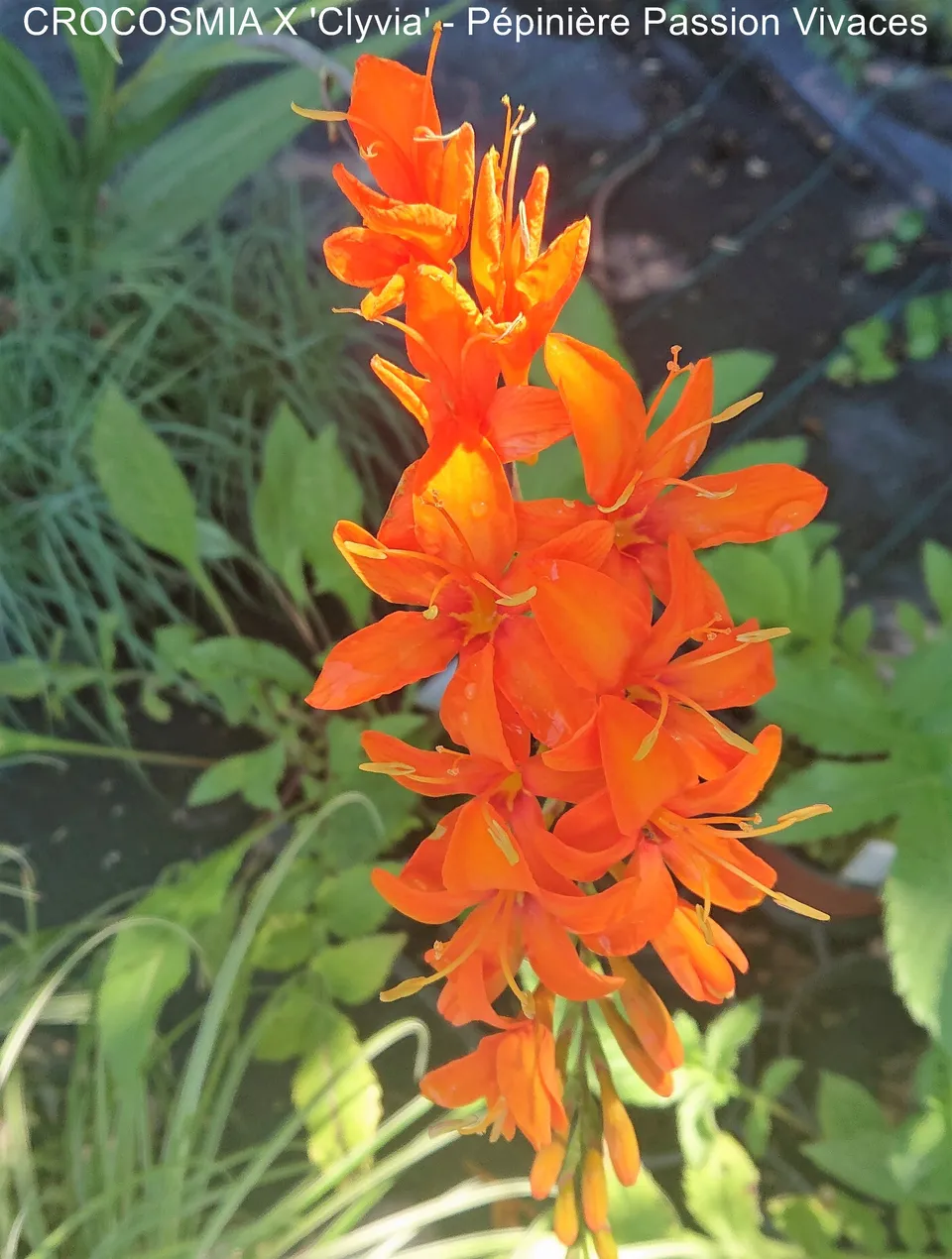 Passion Vivaces Crocosmia Clyvia plante orange vif godet