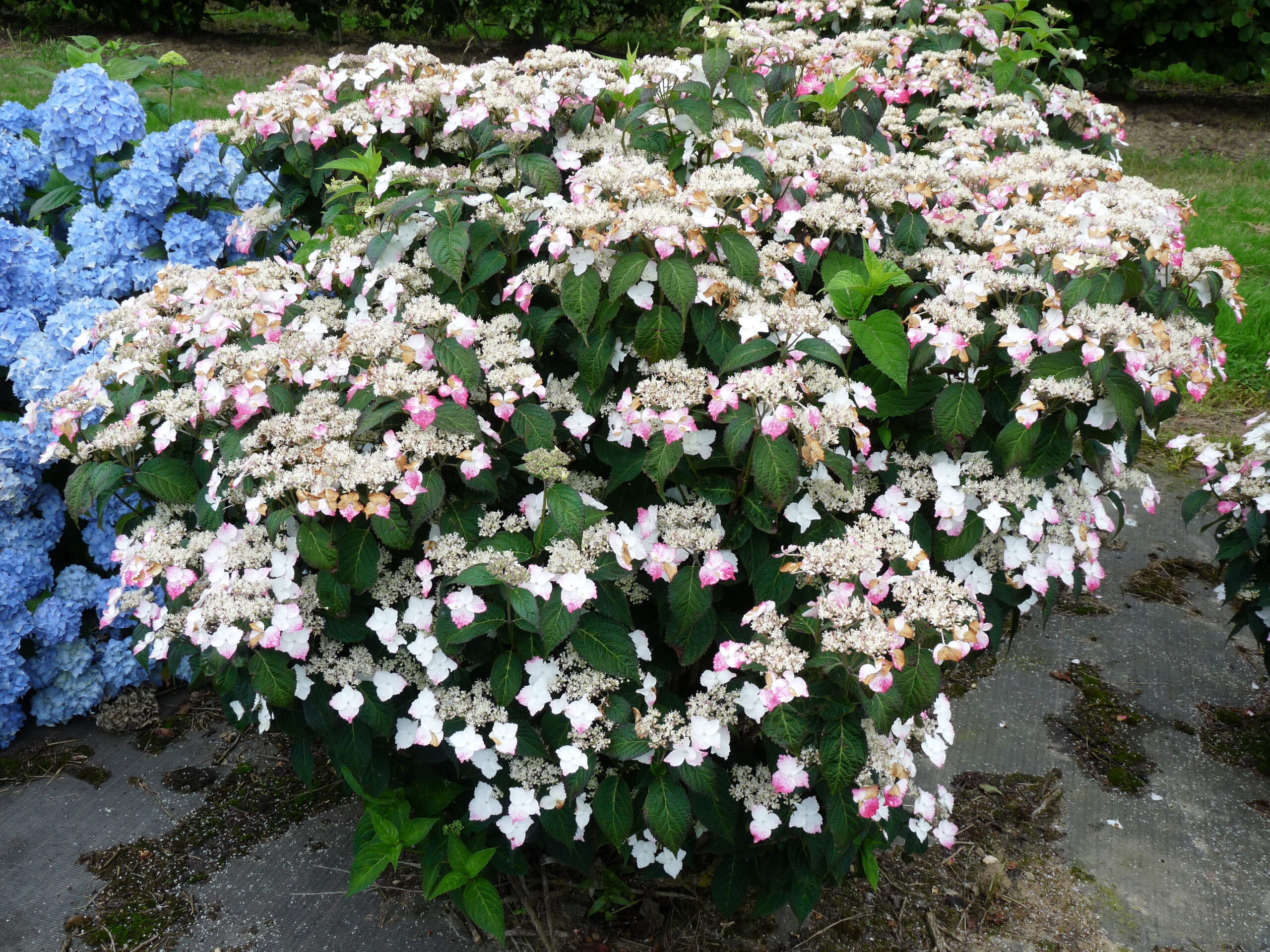 Les Hortensias du Haut Bois Macrosepala hortensia godet jardin