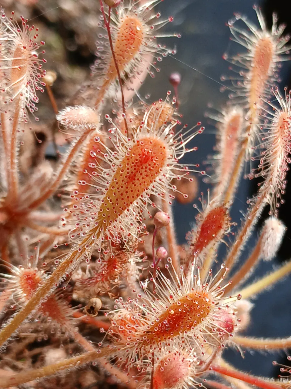 Carniflore Drosera curvipes rossolis orange pot adulte