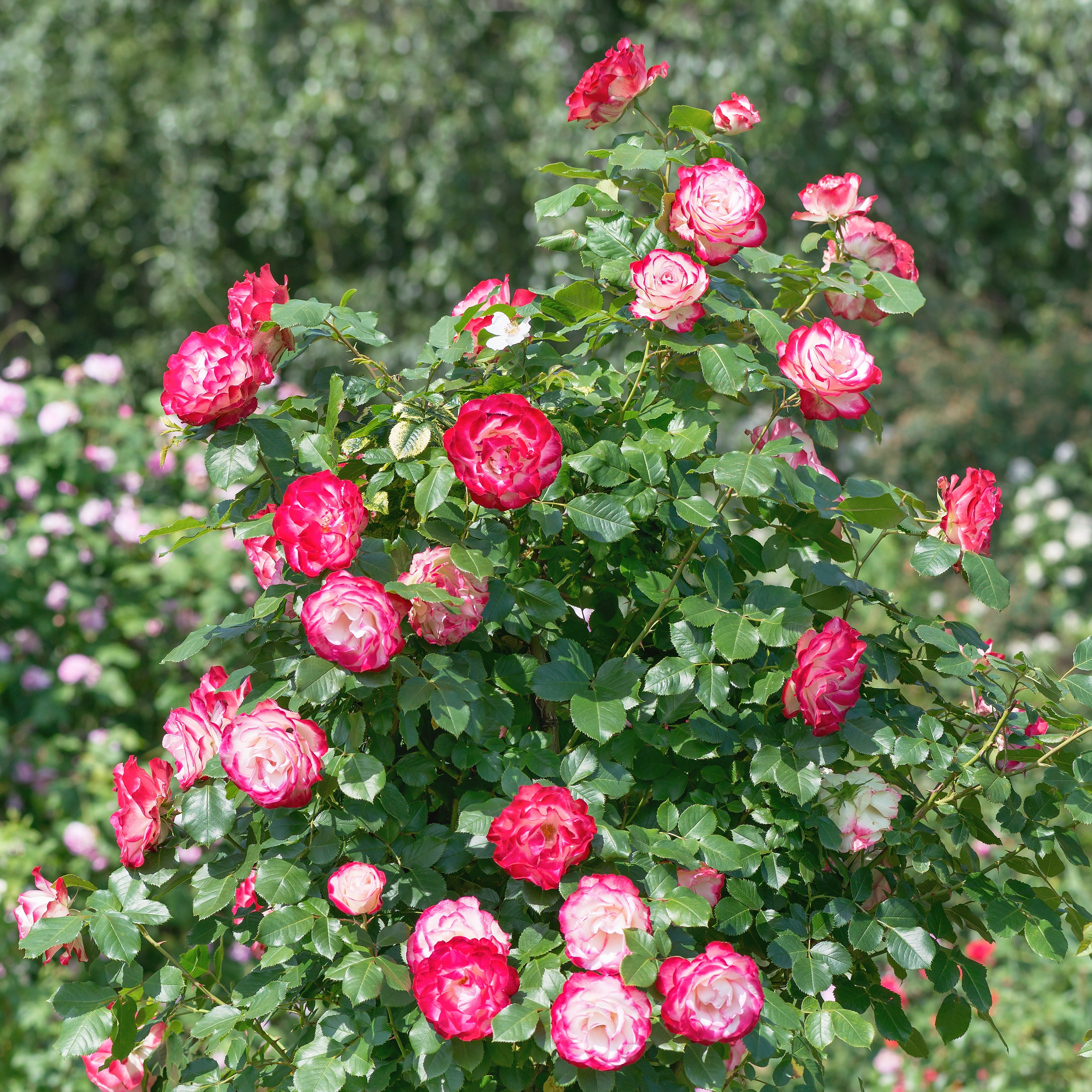 Bakker Double Delight rosier buisson motte 3+ branches parfumé