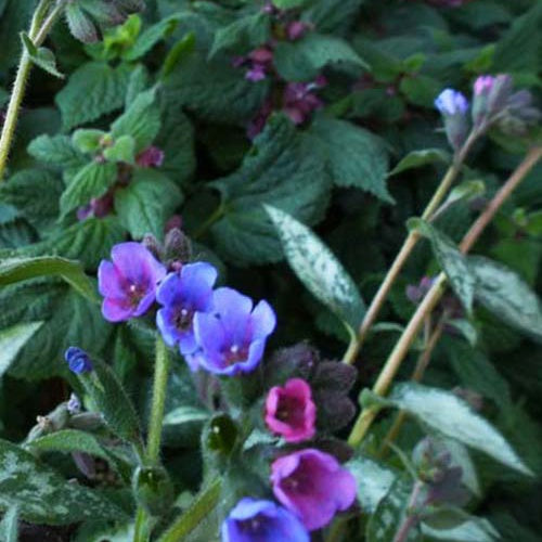 Bakker Pulmonaire Samurai vivace pot Ø9cm argentée bleue