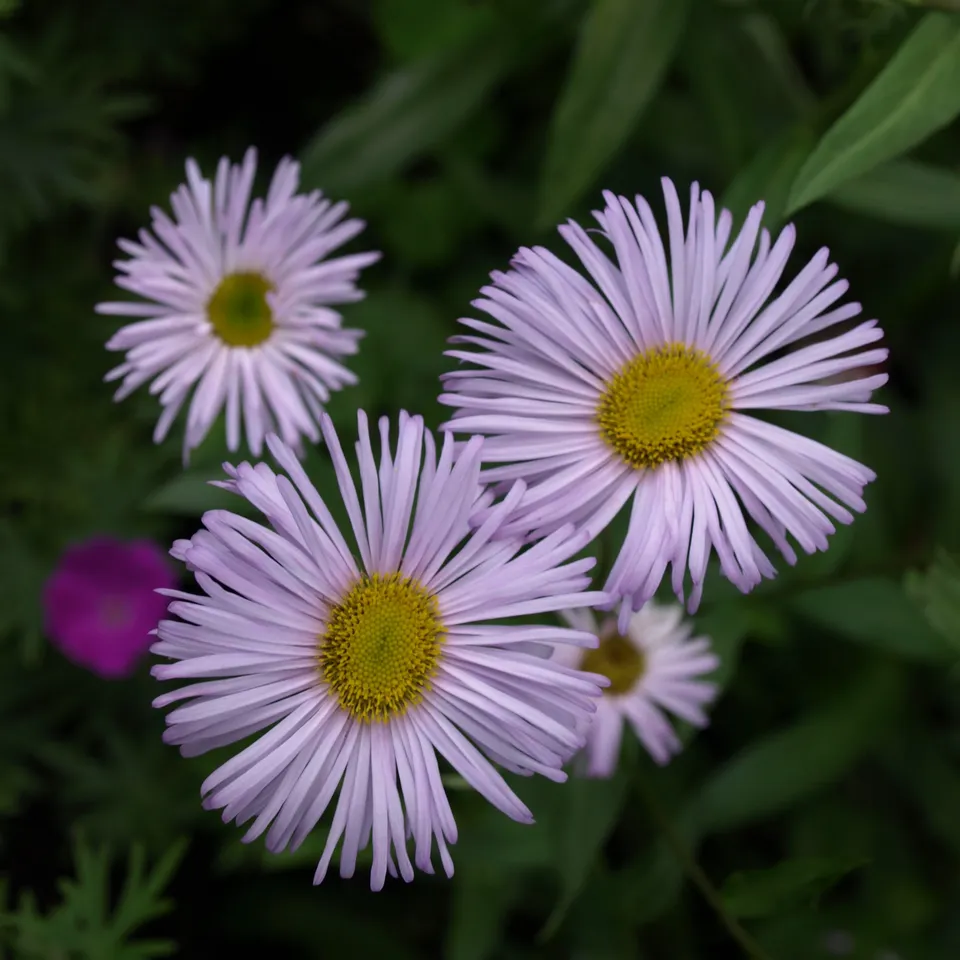 Passion Vivaces Erigeron hybride vergerette godet et pot 1L