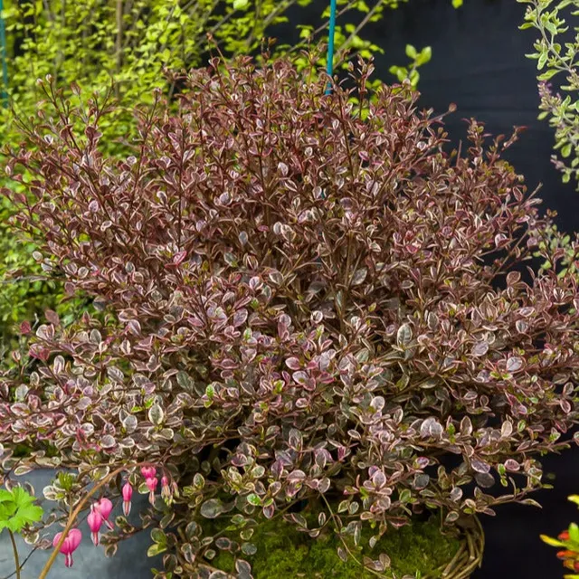 Bakker Lophomyrtus Little Star myrte pot 2L 20-30cm feuillage rouge