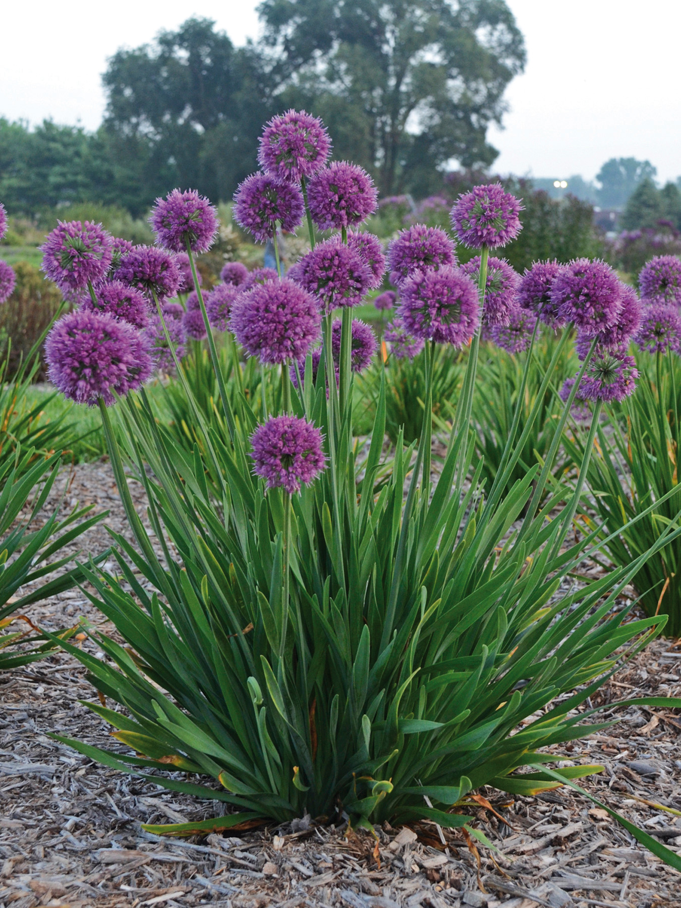Pépinières Ripoche Allium Lavender Bubbles ail ornement godet mauve