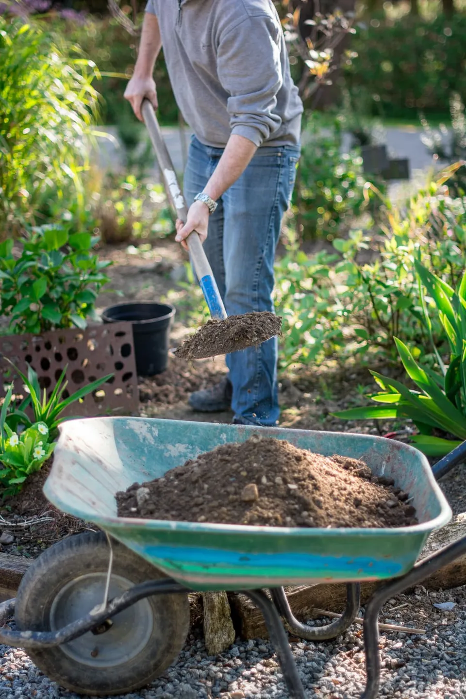 Hortensias du Haut Bois forfait mise en pot hortensia
