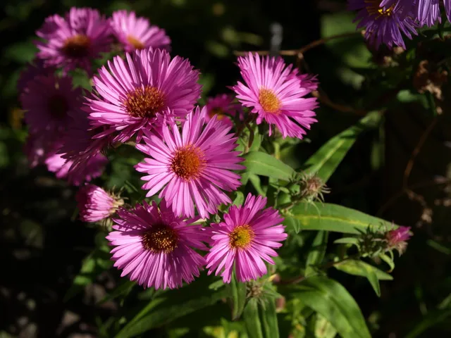 Aster Quinton Menzies plante vivace godet rose tendre