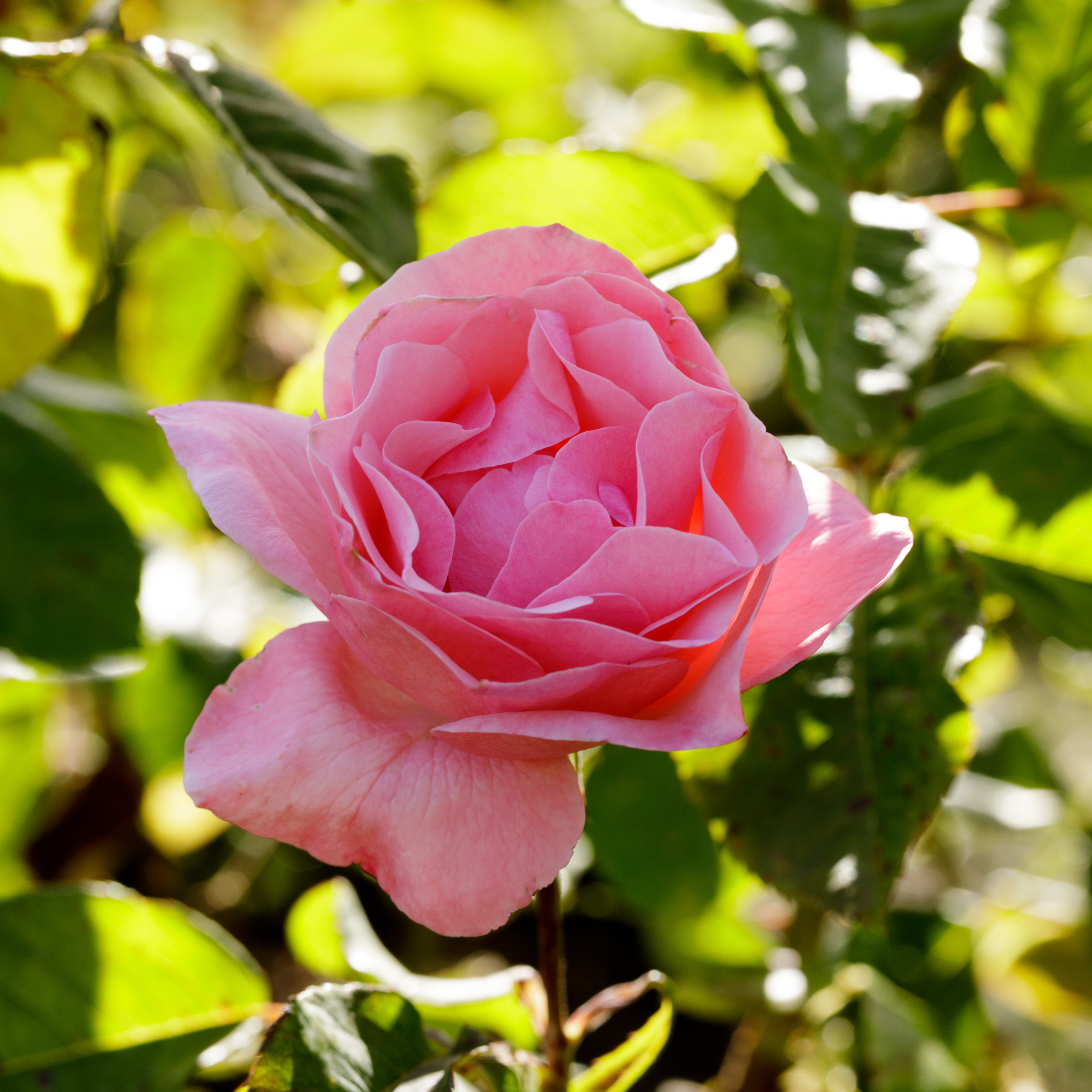Bakker Rosier Queen Elisabeth rosier rose 4 racines nues