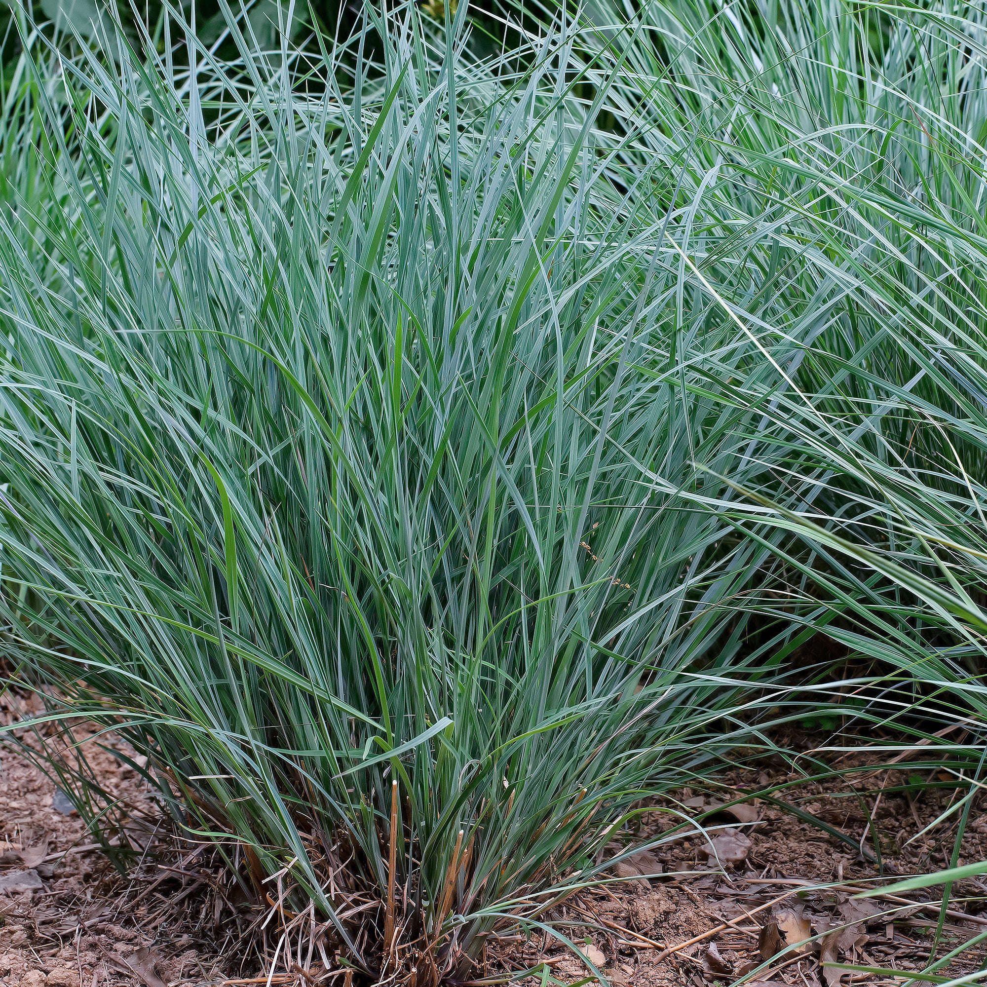 Bakker Andropogon Prairie Blues graminée bleue pot 9 cm