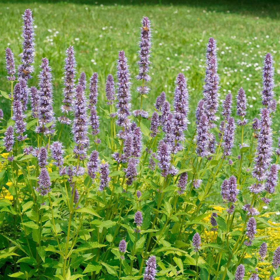Bakker Agastache fenouil plante vivace violette pot 9cm