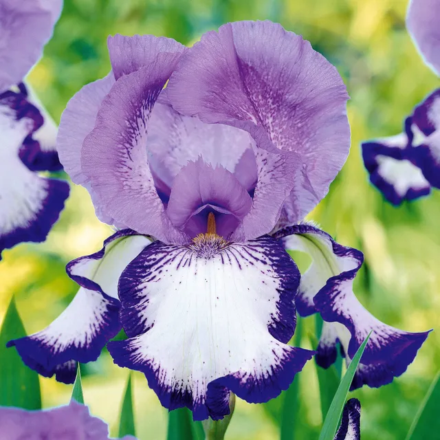 Bakker Iris de jardin Bordure On Edge paquet 2 violet parfumé