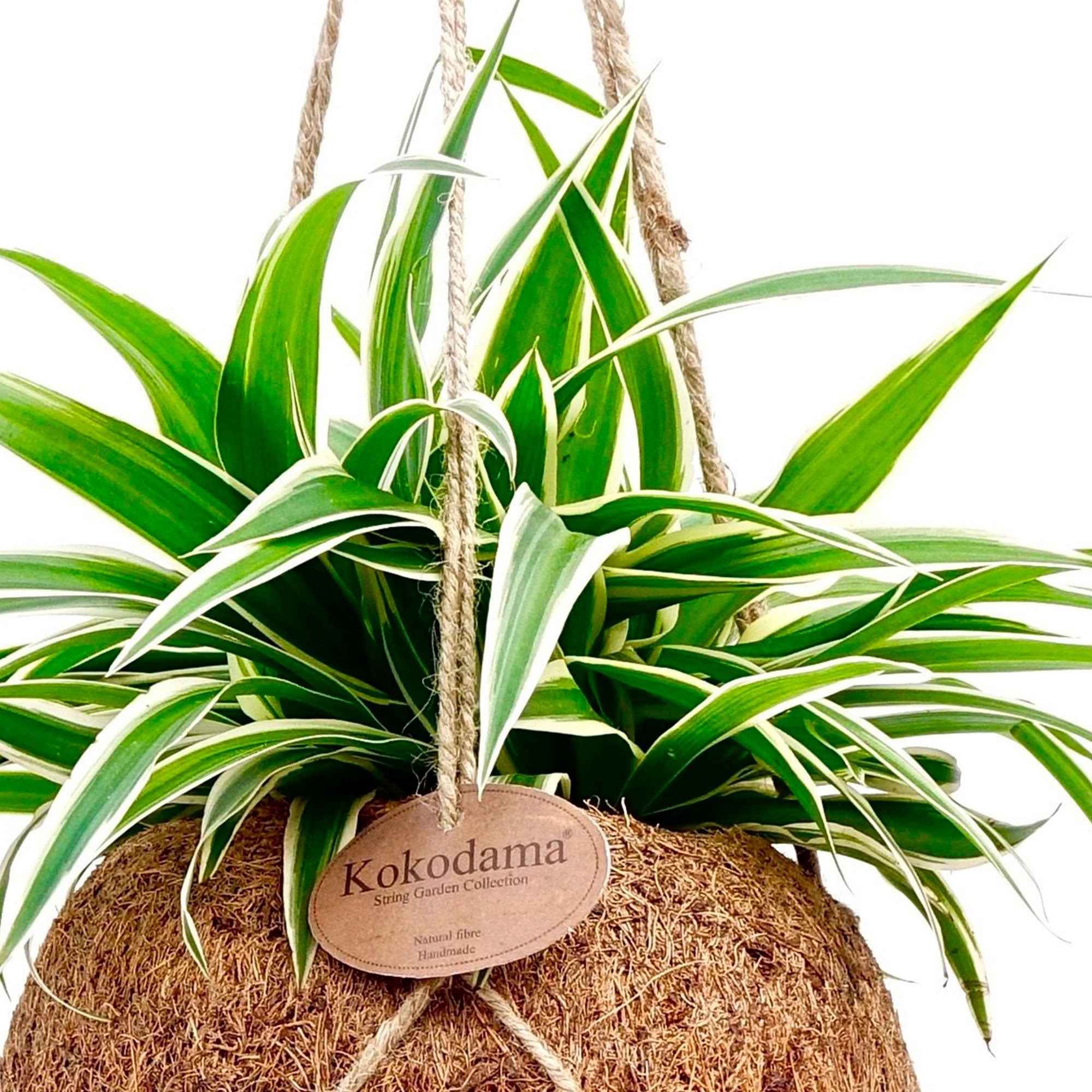 Bakker Chlorophytum pot coco plante araignée 20-30cm