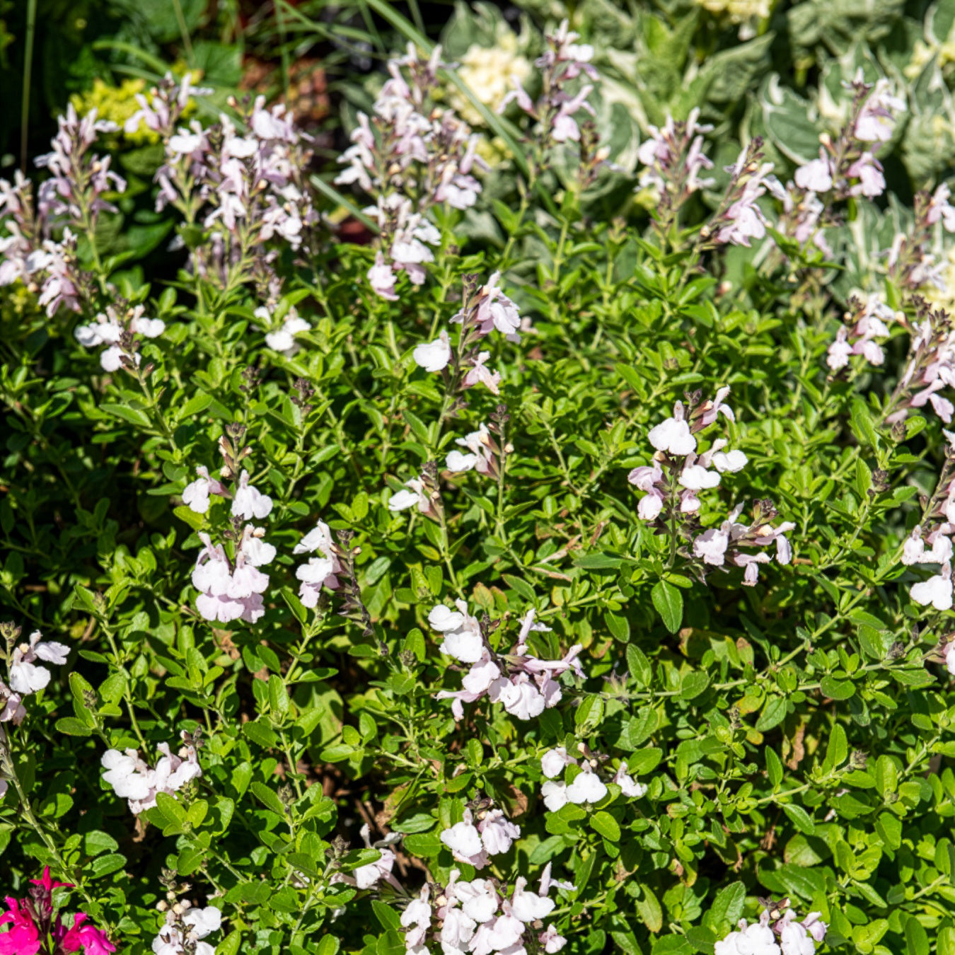 Bakker Magical Donau sauge pot 8 cm fleur blanche