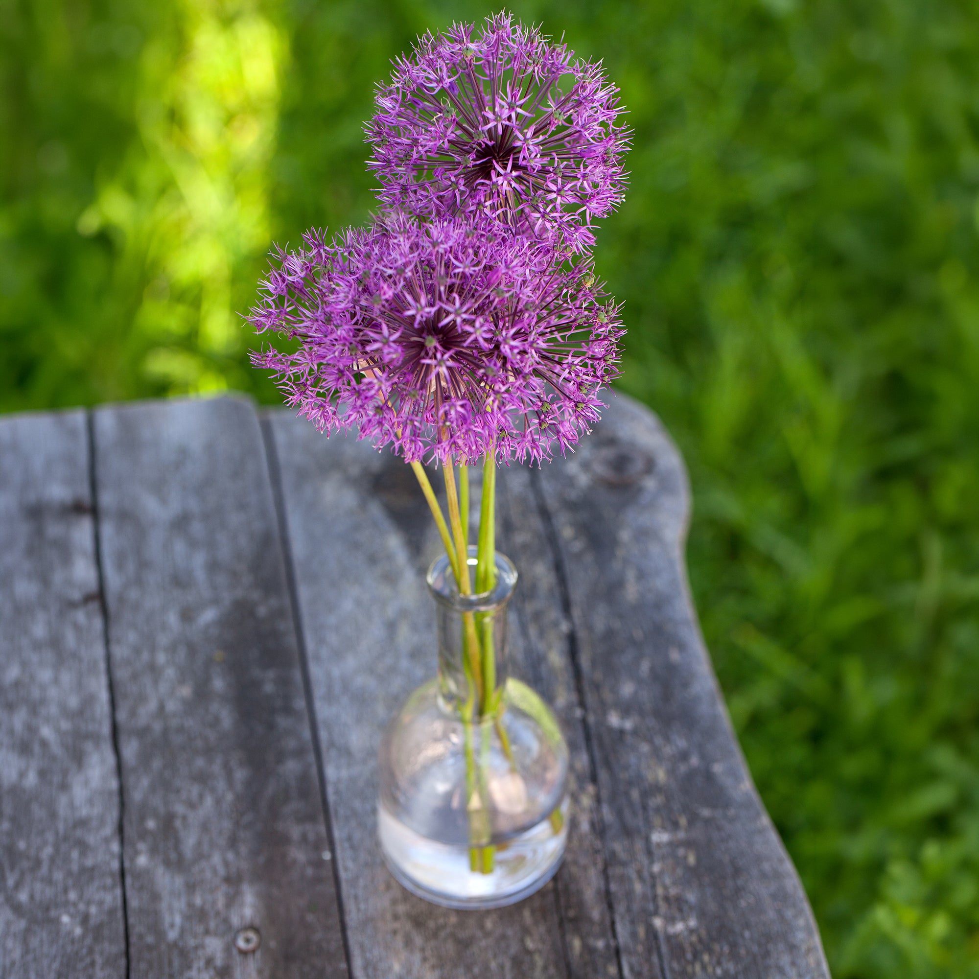 Bakker Purple Sensation allium bulbes sachet 10 violet 90cm