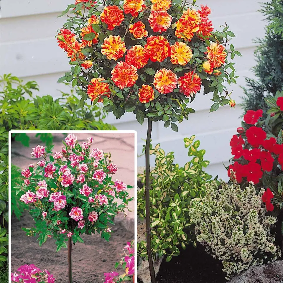 Bakker Rosiers Armida Mousha mini sur tige lot de 2 racines nues